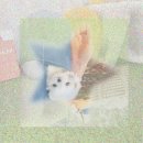 강아지분양 미니몽 은평점 | 은평구유기견보호센터 방문 전 필독! 유기견분양센터 현실 후기