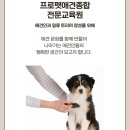 프로펫애견종합전문교육원