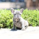 하이롤러 코리아 이미지