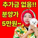 대구강아지분양 테디럽 | 대구강아지분양 “테디럽” 에서 후기