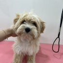 샤인펫 (Shine pet) 이미지