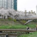 화정천1 | 영화 같은 벚꽃길, 안산 화정천에서 담다📸