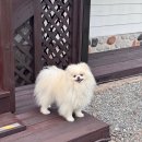 우리들션 | 양평 애견동반 펜션 포테이션 후기