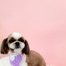 몽개몽개 애견미용실 이미지