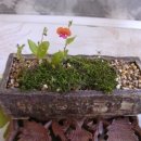 커피나무 이미지