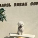 위드독애견스파풀빌라 이미지