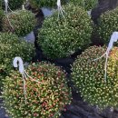 소매농장 이미지