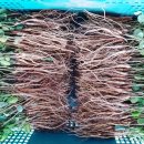 김태준농장 이미지