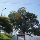 영풍 병산리 갈참나무 | [영주] 영풍 단산면의 갈참나무 (영풍 병산리 갈참나무)