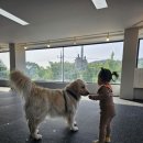 데일리멍 애견유치원, 애견호텔 이미지