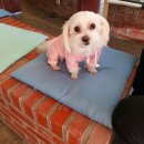 러브멍멍 이미지