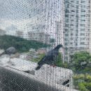 엄팩토리 | 실외기 비둘기 퇴치는 엄팩토리 버드스파이크로!!