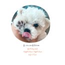 댕블리스 이미지