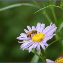 7.19 본 꽃들.(수지 고기리 소담골) 이미지