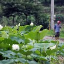금당백련