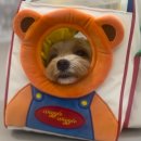 새하얗개 이미지