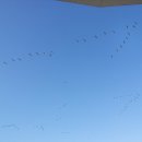 기러기주유소 이미지