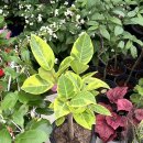 초보식집사 | 광명 서서울화훼단지 방문후기🌱