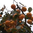 창원단감테마공원 이미지