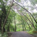 사천송림 이미지