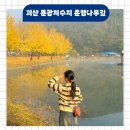 진해구 ⓒ-25 | 괴산 문광저수지 은행나무길 실시간 주차 단풍명소