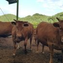 도경축산 이미지