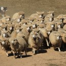 이월목장 이미지