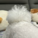 차차펫살롱