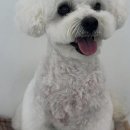 몽몽이 애견미용 | 우리 동네 댕댕이, 제대로 케어받는 날!