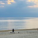 대천동물병원 | 🐕 반려견과 함께하는 국내 최고의 해변 여행지 TOP 10 | 반려견 동반 해수욕장 완벽 가이드