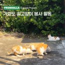 한라동물병원 - 부여군 부장대로 4 | 한라동물병원