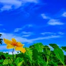 들꽃풍경 이미지