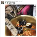 고양이김밥 이미지