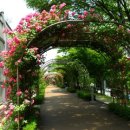 중랑천(中浪川)과 장미(薔薇)축제(祝祭) 이미지