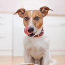 털찐강아지 이미지