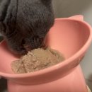 고양이 간식 에프디 와일드 주식캔 먹방 후기