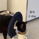 [후기] 유투버 ‘메주네 고양이’가 추천한 네모밥, 급여 상세 후기 (치킨/고등어)