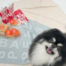 빵먹는 강아지 이미지