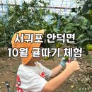 [서귀포 안덕] 감귤밭미즈허팜 :: 제주 귤따기체험 아이랑 재방문(10월 하우스)