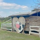 청주목장 | 청주 | 다래목장 (2023년 10월 후기)