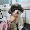 까끌레멍 | 파티푸들 미용하기 귀여움끌어올리기 경산애견미용까끌레멍