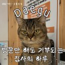 고양이집사 | 대구 고양이카페 추천 ‘집사의 하루’ 방문 후기
