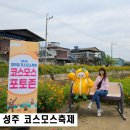 꽃차소믈리에 2급 | 성주 도흥 3리 신활력코스모스 축제 성주여행 팸투어 후기