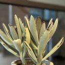 땅땅치킨 사월점 | 2024년 7월첫째주 일상