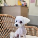 사랑스럽개 반려동물미용 이미지