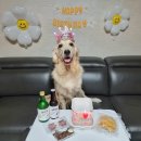 럽투잇 | 양주 애견 수제간식,수제케이크 럽투잇 구매후기 (호두의 3번째 생일을 축하하며🎈🎉✨)