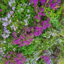 중앙공원 배드민턴장 이미지