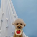 견생의하루 펫살롱 일산본점 이미지