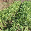 당곡농장 이미지