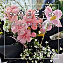 라벨르플로라